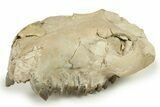 Fossil Oreodont (Merycoidodon) Partial Upper Skull - Nebraska #270064-3